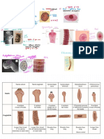 Descrição de lombrigas intestinais em radiografia e endoscopia