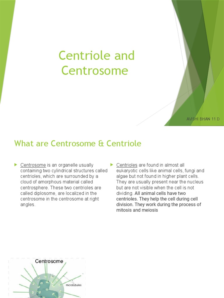 Centrosome and Centriole Overview | PDF | Mitosis | Microtubule