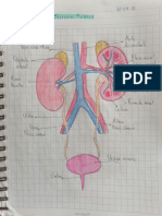 Sistema Renal