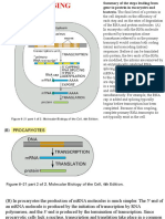 Gene to Protein Process in Eukaryotes