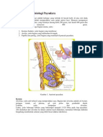 Anatomi Dan Fisiologi Payudara