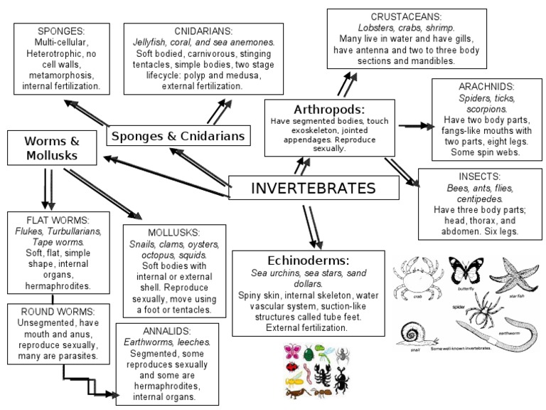 Invertebrates Chart | PDF