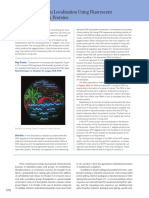 CELLTECH Fluorescent Fusion Protein (GFP)