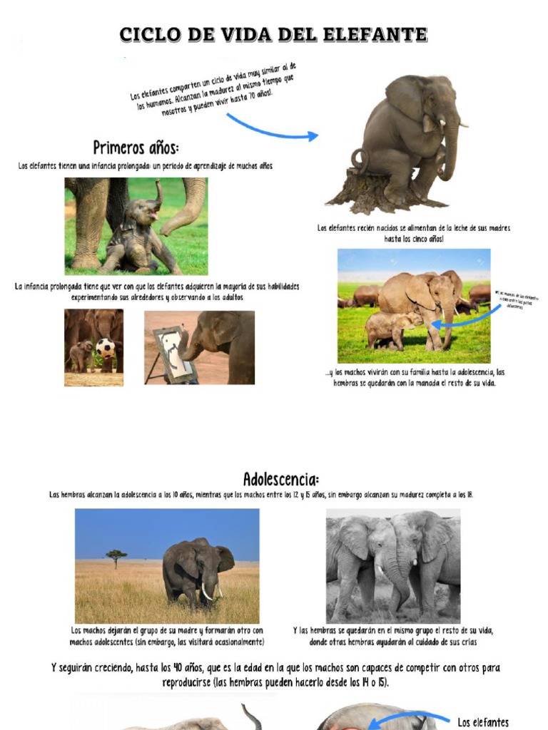 Ciclo de Vida Del Elefante | PDF