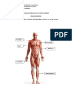 Principales Músculos Del Cuerpo Humano