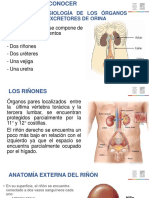 8 4 Abril. Sistema Urinario y Reproductor Resumido 38 DP