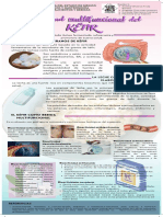 Infografía. Bioactividad Funcional Del Kefir
