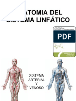 Anatomia Del Sistema Linfatico