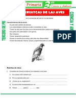 Caracteristicas de Las Aves para Tercero de Primaria