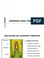 Jaringan Tumbuhan