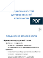 Соединения Костей Суставов Нижней Конечности