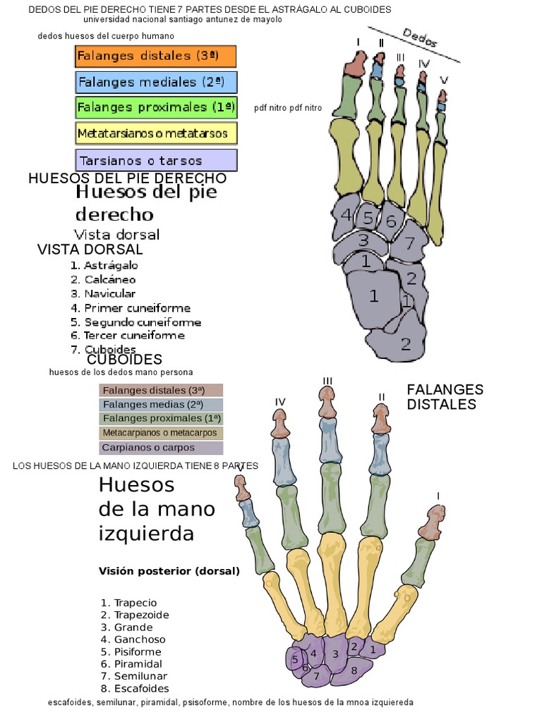 Presta atención 👀 👇🏼 🩻 CT (Tomografía computarizada) Permite observar  la mano en una imagen tridimensional sumamente detallada. Es ideal para  estudiar fracturas complejas, pequeños fragmentos óseos y estructuras  internas con precisión, image size:768x1024