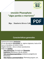 División Phaeophyta 2020