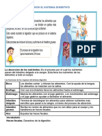 Ficha Del Sistema Digestivo