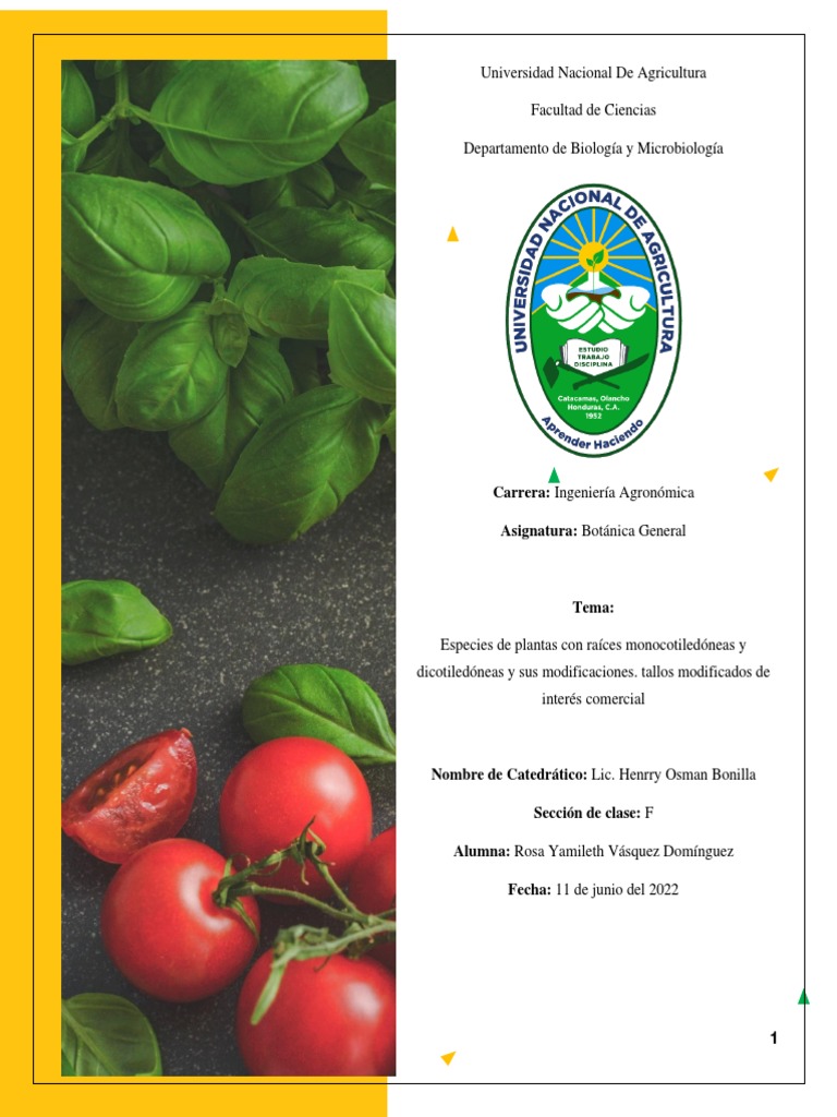Tipos y Modificaciones de Raíces | PDF | Raíz | Tallo de la planta