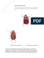 Tiempo de Escarabajos