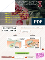 Glándulas epiteliales: clasificación y tipos