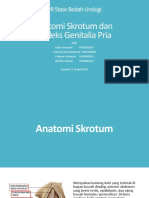 Anatomi skrotum dan refleks organa genitalia maskulina