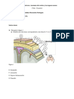 M3 Anatomia Del Cerebro y Los Organos Anexos Tarea 3-1