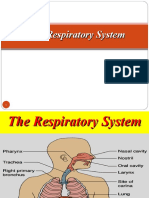 6 Respiratory System