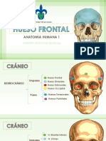 Anatomi Humana Sistema Esqueletico