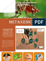 Diapositivas Metaxenicas2