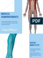 VisibleBody Fascia and Muscle Compartments Nov2021