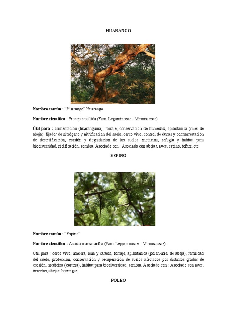 Características y usos del huarango | PDF | Aceituna | Hoja