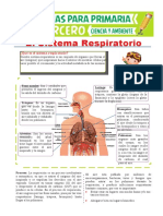 Sistema respiratorio: órganos y proceso de la respiración