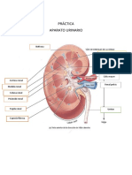 Anatomia Renal