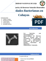 Enfermedades Bacterianas en Cobayos