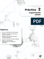 Practica 2 Organización Celular