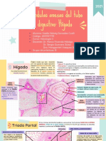 Hígado: estructura y función del lobulillo hepático