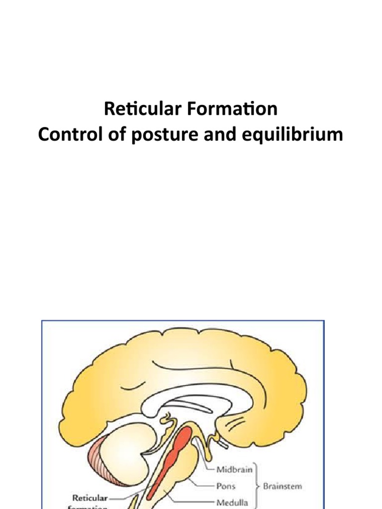 Reticular Formation, Control of Posture and Equilibrium | PDF | Self ...