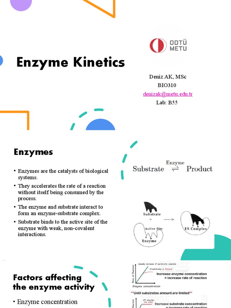 Enzyme Deniz Ak, MSC Bio310 Lab B55 PDF Enzyme