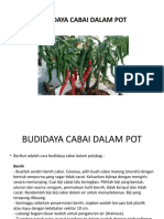 Budidaya Cabai DLM Pot