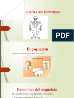 El Esqueleto y Sus Funciones