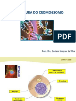 Cromatina e Cromossomos: Estrutura e Função