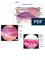 Totalizare 3 Digestiv - Docx-3