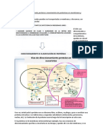 Clase 9 Re Direccionamiento Proteico