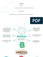 Bilogía Mapas Conceptuales