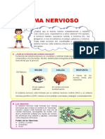 Sistema Nervioso Para 5TO Grado de Primaria