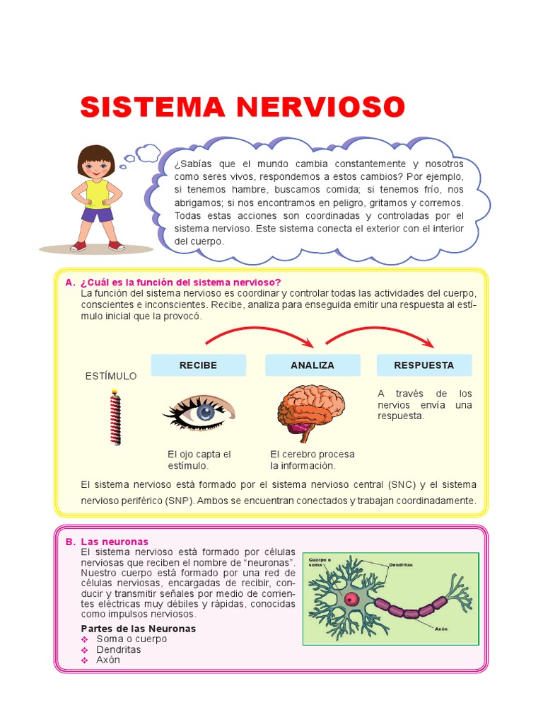 Sistema Nervioso para 5TO Grado de Primaria PDF Sistema nervioso