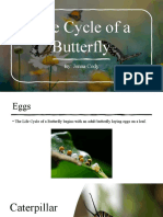 life cycle of a butterfly pp