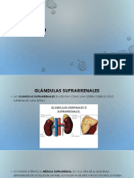 19 Sistema Endocrino pt2