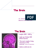 Brain PPT 1