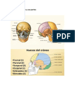 Huesos Del Craneo y Sus Partes