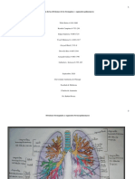 Divisiones bronquiales y segmentos pulmonares