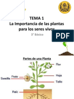 Presentación Plantas