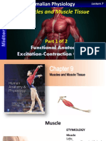 Muscles and Muscle Tissue: Functional Anatomy, Excitation-Contraction Coupling